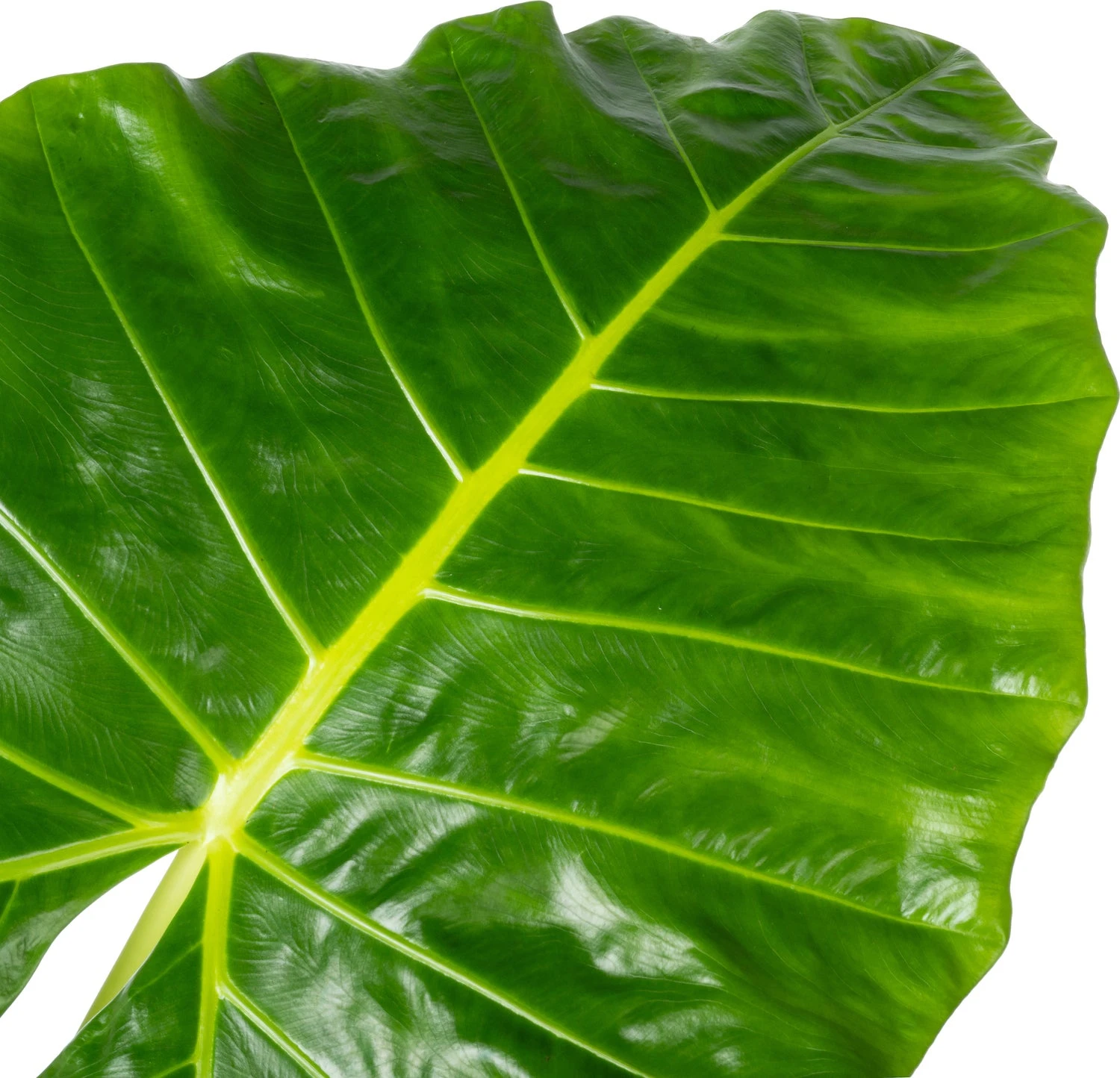 Olifantsoor (Alocasia Lutea) D 32 H 140 Cm 4 Olifantsoor (Alocasia Lutea) D 32 H 140 Cm - Afbeelding 2