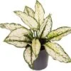 Aglaonema (Aglaonema 'White Kiwi') D 12 H 35 Cm -Groene Bloom Winkel 8720196221745 1