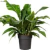 Flamingoplant (Anthurium Ellipticum 'Jungle Bush') D 24 H 50 Cm -Groene Bloom Winkel 8720196502301 1