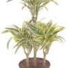 Drakenbloedboom (Dracaena Fragrans 'Surprise') D 21 H 90 Cm -Groene Bloom Winkel 8720196502387 1