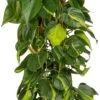 Philodendron (Philodendron Scandens 'Brasil') D 27 H 150 Cm 2 Philodendron (Philodendron Scandens 'Brasil') D 27 H 150 Cm -Groene Bloom Winkel 8720196505784