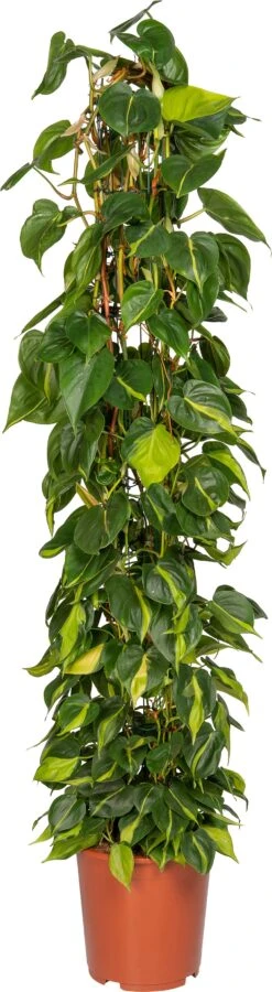 Philodendron (Philodendron Scandens 'Brasil') D 27 H 150 Cm