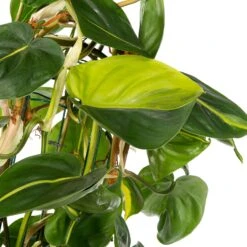 Philodendron (Philodendron Scandens 'Brasil') D 27 H 150 Cm -Groene Bloom Winkel 8720196505784 2