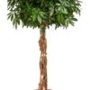 Vingersboom (Schefflera Arboricola) D 34 H 160 Cm 2 Vingersboom (Schefflera Arboricola) D 34 H 160 Cm -Groene Bloom Winkel 8720196506149