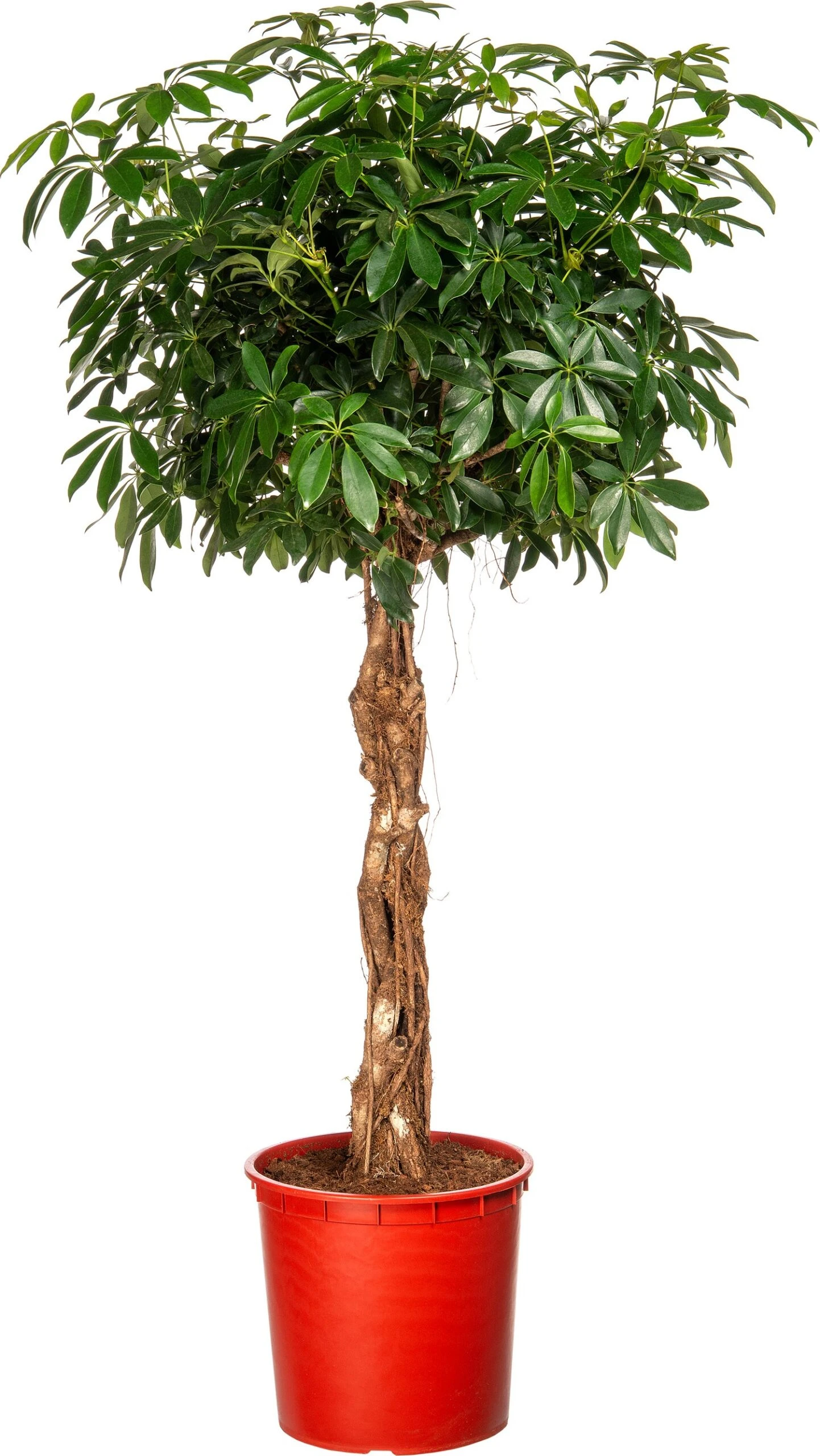 Vingersboom (Schefflera Arboricola) D 34 H 160 Cm 3 Vingersboom (Schefflera Arboricola) D 34 H 160 Cm