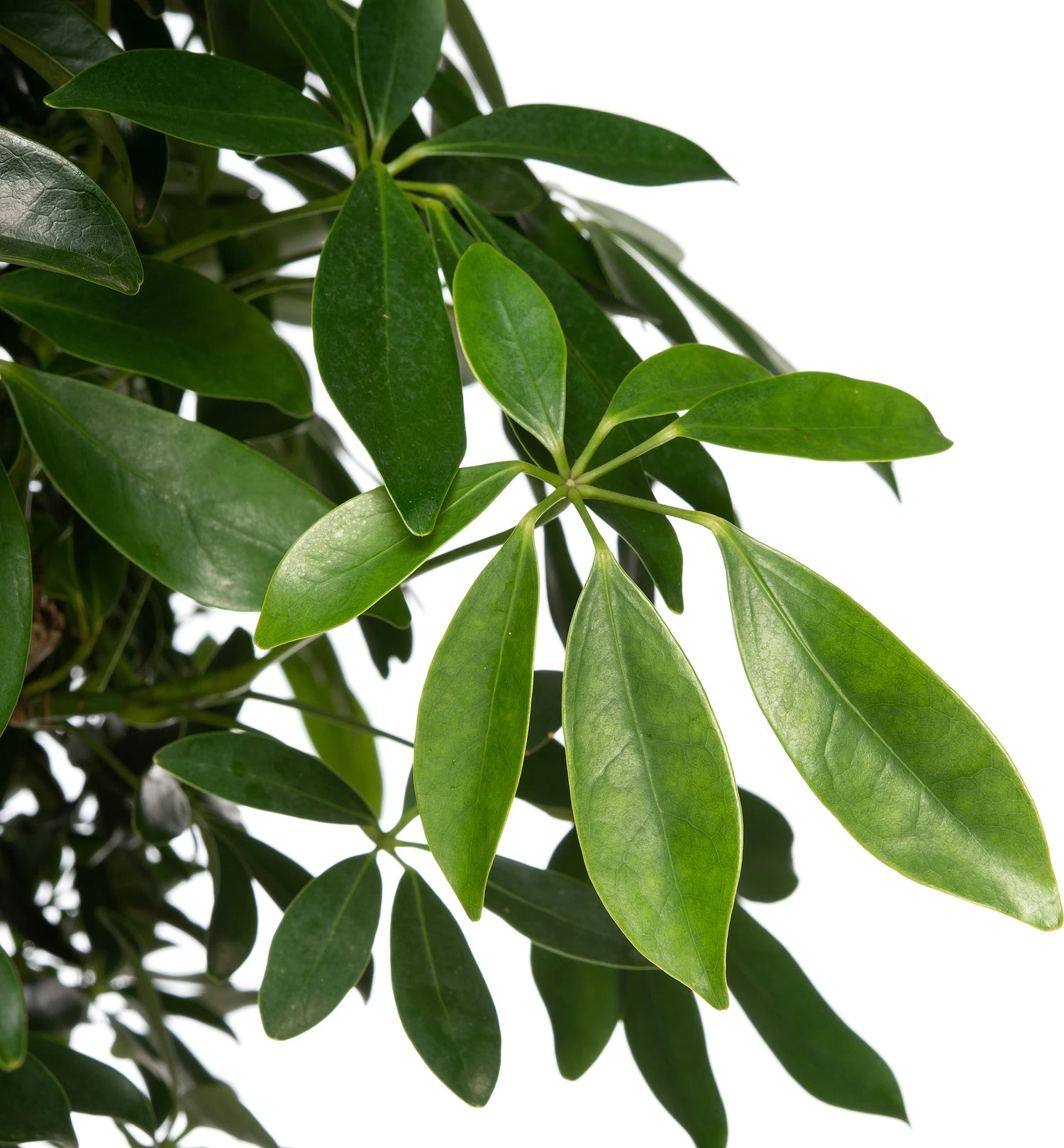 Vingersboom (Schefflera Arboricola) D 34 H 160 Cm 4 Vingersboom (Schefflera Arboricola) D 34 H 160 Cm - Afbeelding 2