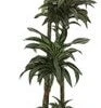Drakenbloedboom (Dracaena Fragrans 'Jade Jewel') D 27 H 170 Cm -Groene Bloom Winkel 8720196507054