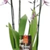 Cambria-orchidee (Cambria) D 17 H 75 Cm -Groene Bloom Winkel 8720196509478