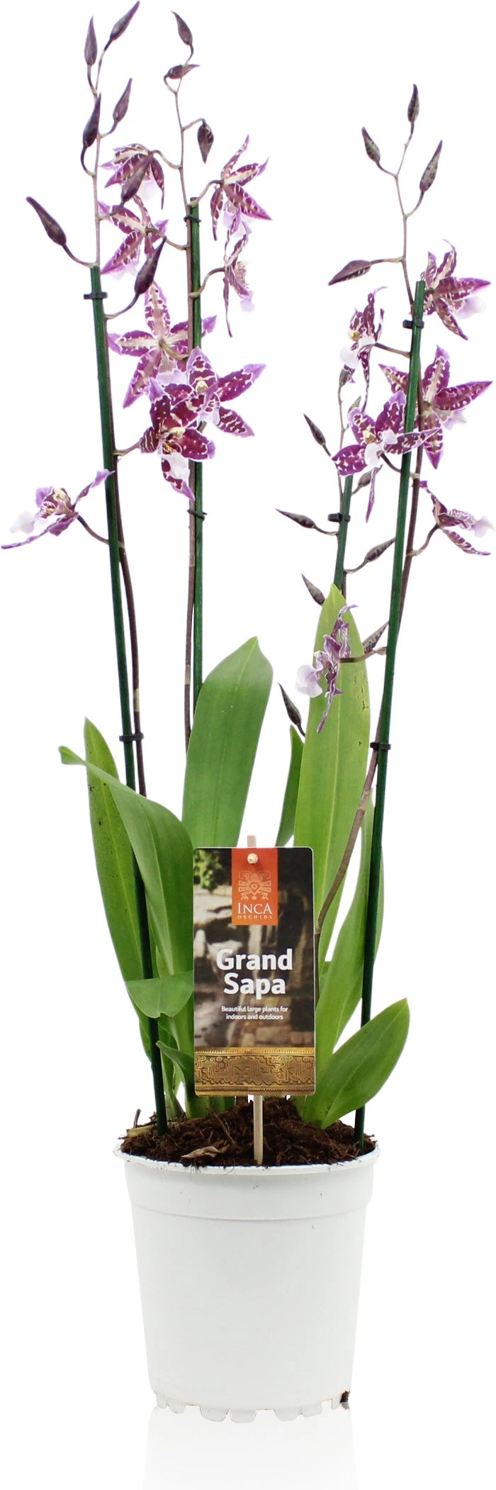 Cambria-orchidee (Cambria) D 17 H 75 Cm 3 Cambria-orchidee (Cambria) D 17 H 75 Cm