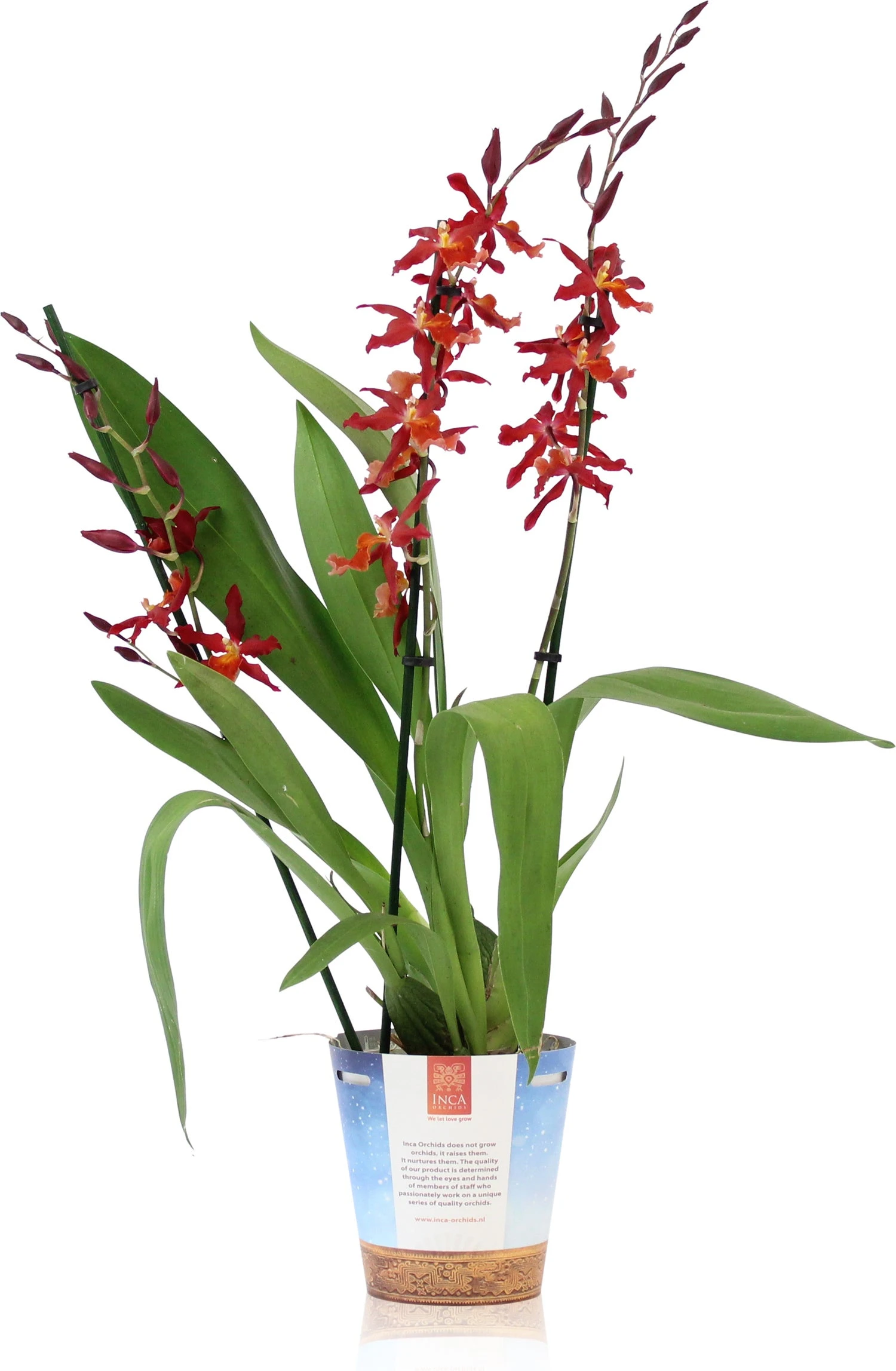 Cambria-orchidee (Cambria) D 17 H 75 Cm 4 Cambria-orchidee (Cambria) D 17 H 75 Cm - Afbeelding 2