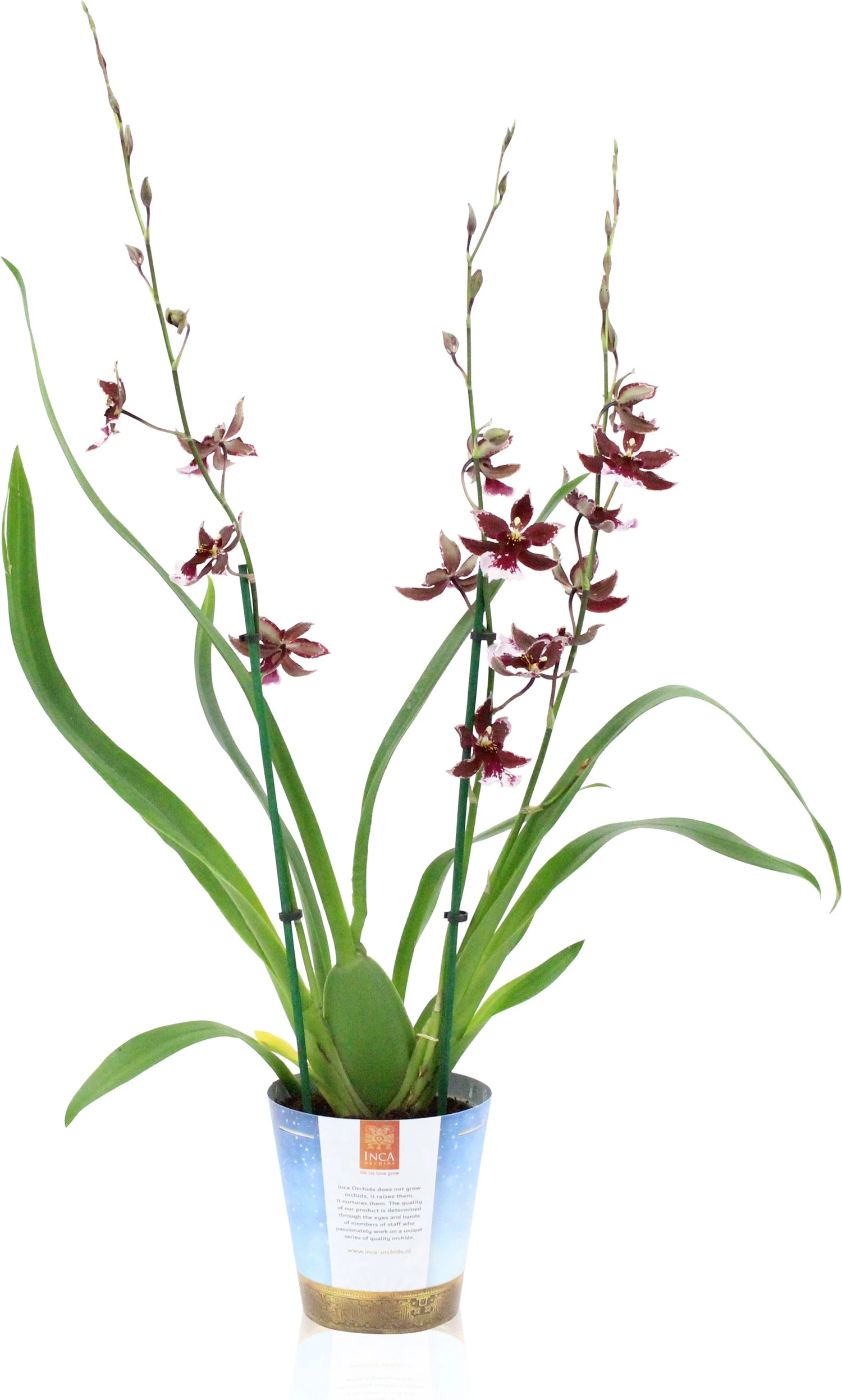Cambria-orchidee (Cambria) D 17 H 75 Cm 5 Cambria-orchidee (Cambria) D 17 H 75 Cm - Afbeelding 3