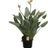Paradijsvogelbloem (Strelitzia Reginae) D 40 H 170 Cm -Groene Bloom Winkel 8720196512683