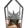 Intratuin Arrangement Glashuisje Met Succulent 8 X 8 X 16 Cm 2 Intratuin Arrangement Glashuisje Met Succulent 8 X 8 X 16 Cm -Groene Bloom Winkel 8720196516308