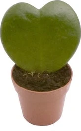 Hartjesplant (Hoya Kerrii) D 6 H 15 Cm 3 Hartjesplant (Hoya Kerrii) D 6 H 15 Cm