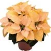 Kerstster (Euphorbia Pulcherrima 'Autumn Leaves') D 10,5 H 25 Cm -Groene Bloom Winkel 8720196528622