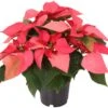 Kerstster (Euphorbia Pulcherrima 'Mars Pink') D 10,5 H 25 Cm 2 Kerstster (Euphorbia Pulcherrima 'Mars Pink') D 10,5 H 25 Cm -Groene Bloom Winkel 8720196528745