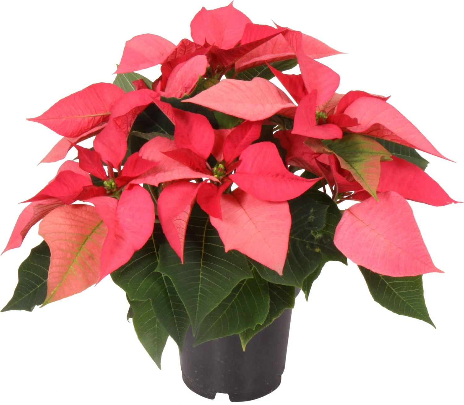 Kerstster (Euphorbia Pulcherrima 'Mars Pink') D 10,5 H 25 Cm 3 Kerstster (Euphorbia Pulcherrima 'Mars Pink') D 10,5 H 25 Cm