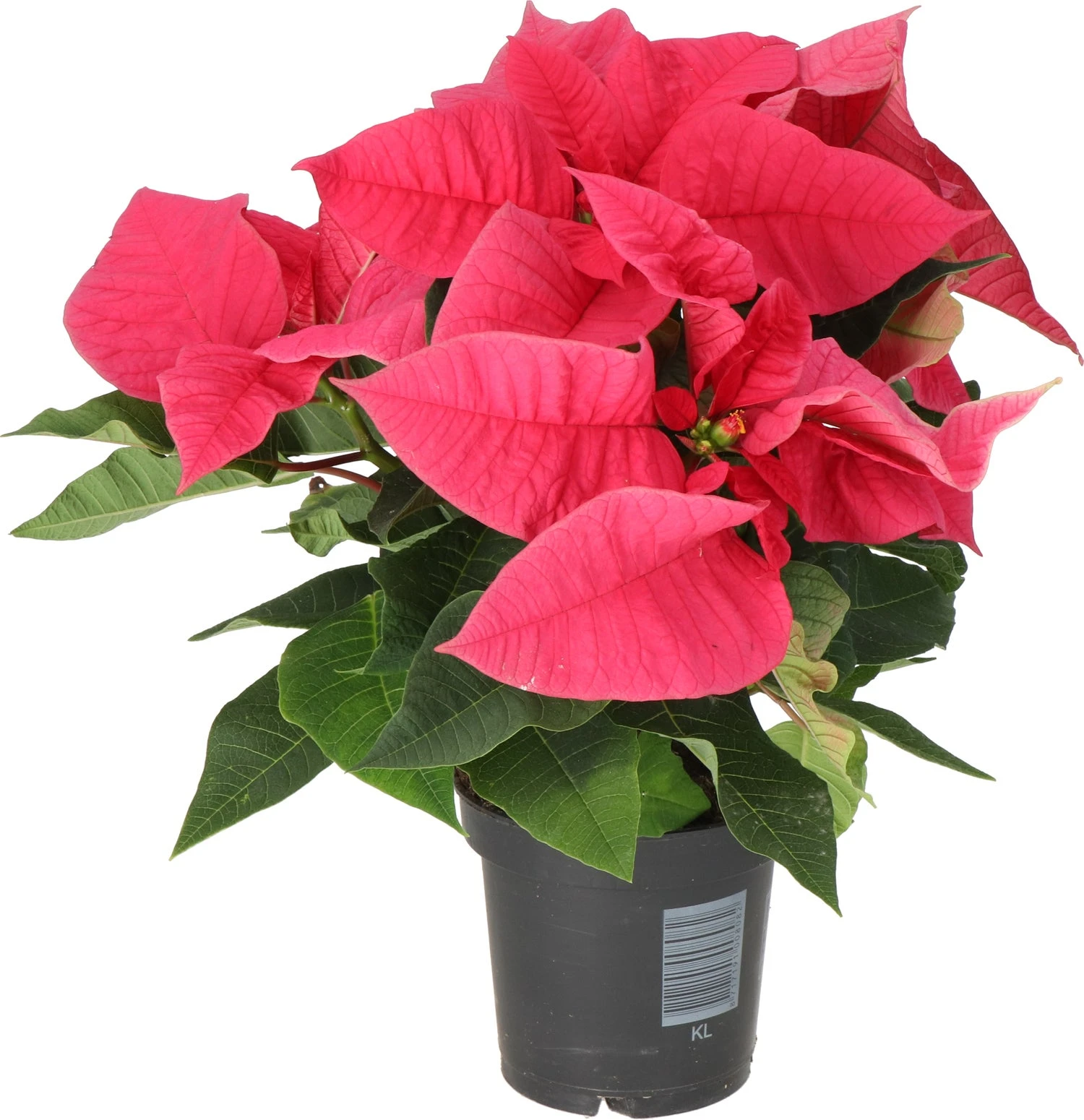 Kerstster (Euphorbia Pulcherrima 'Mars Pink') D 10,5 H 25 Cm 4 Kerstster (Euphorbia Pulcherrima 'Mars Pink') D 10,5 H 25 Cm - Afbeelding 2