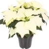 Kerstster (Euphorbia Pulcherrima 'Alaska') D 10,5 H 25 Cm 2 Kerstster (Euphorbia Pulcherrima 'Alaska') D 10,5 H 25 Cm -Groene Bloom Winkel 8720196528769