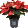 Kerstster (Euphorbia Pulcherrima 'Superba New Glitter') D 10,5 H 25 Cm -Groene Bloom Winkel 8720196528882