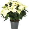 Kerstster (Euphorbia Pulcherrima 'Alaska White') D 19 H 50 Cm -Groene Bloom Winkel 8720196529773