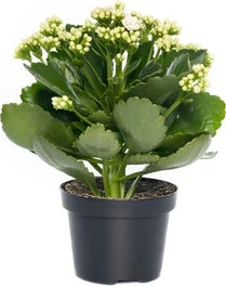 Kalanchoë (Kalanchoë Blossfeldiana) Wit D 15 H 24 Cm