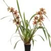 Aardorchidee (Cymbidium Bruin 3-4 Tak) D 14 H 80 Cm -Groene Bloom Winkel 8720196535811