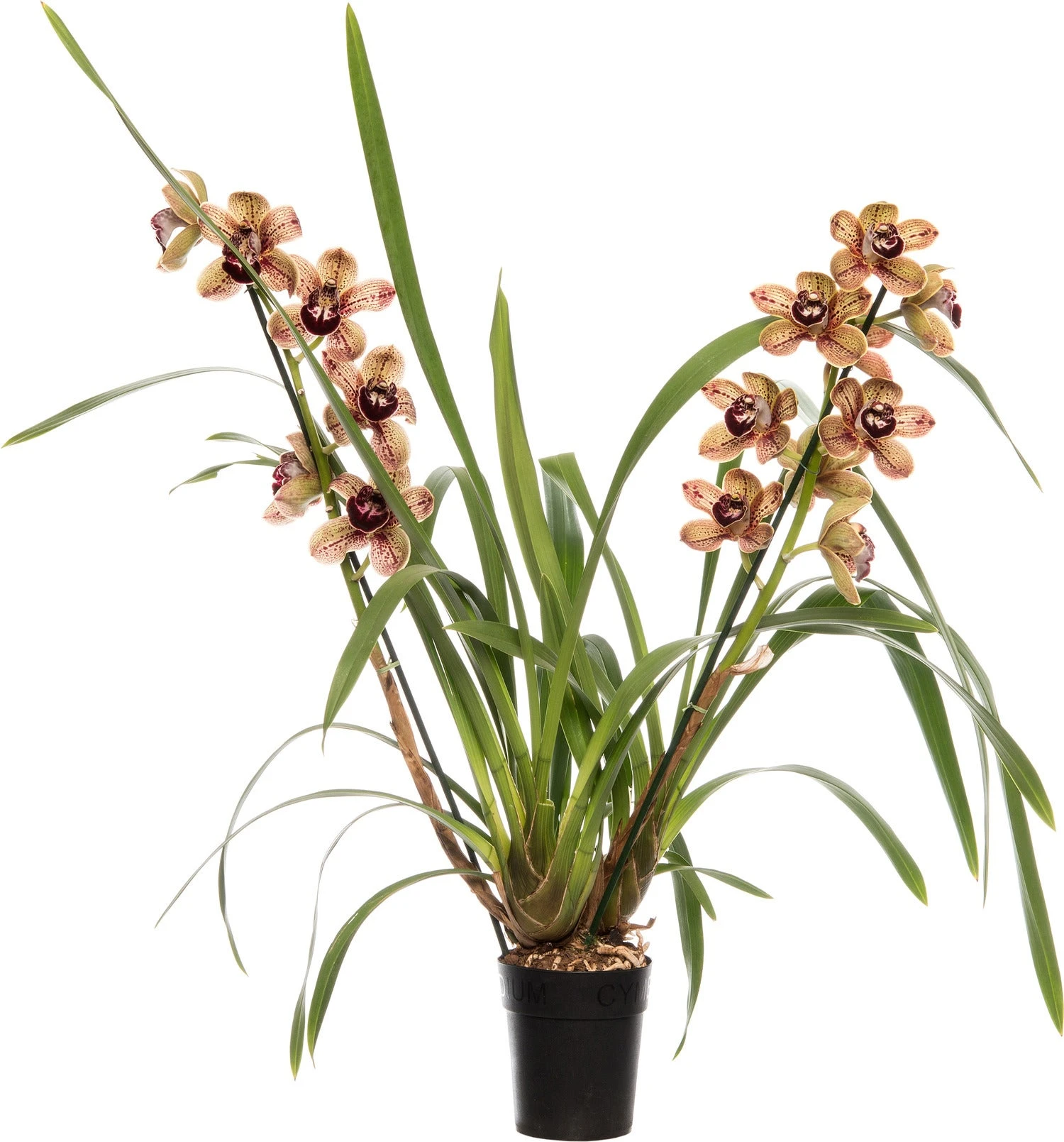 Aardorchidee (Cymbidium Bruin 3-4 Tak) D 14 H 80 Cm 3 Aardorchidee (Cymbidium Bruin 3-4 Tak) D 14 H 80 Cm