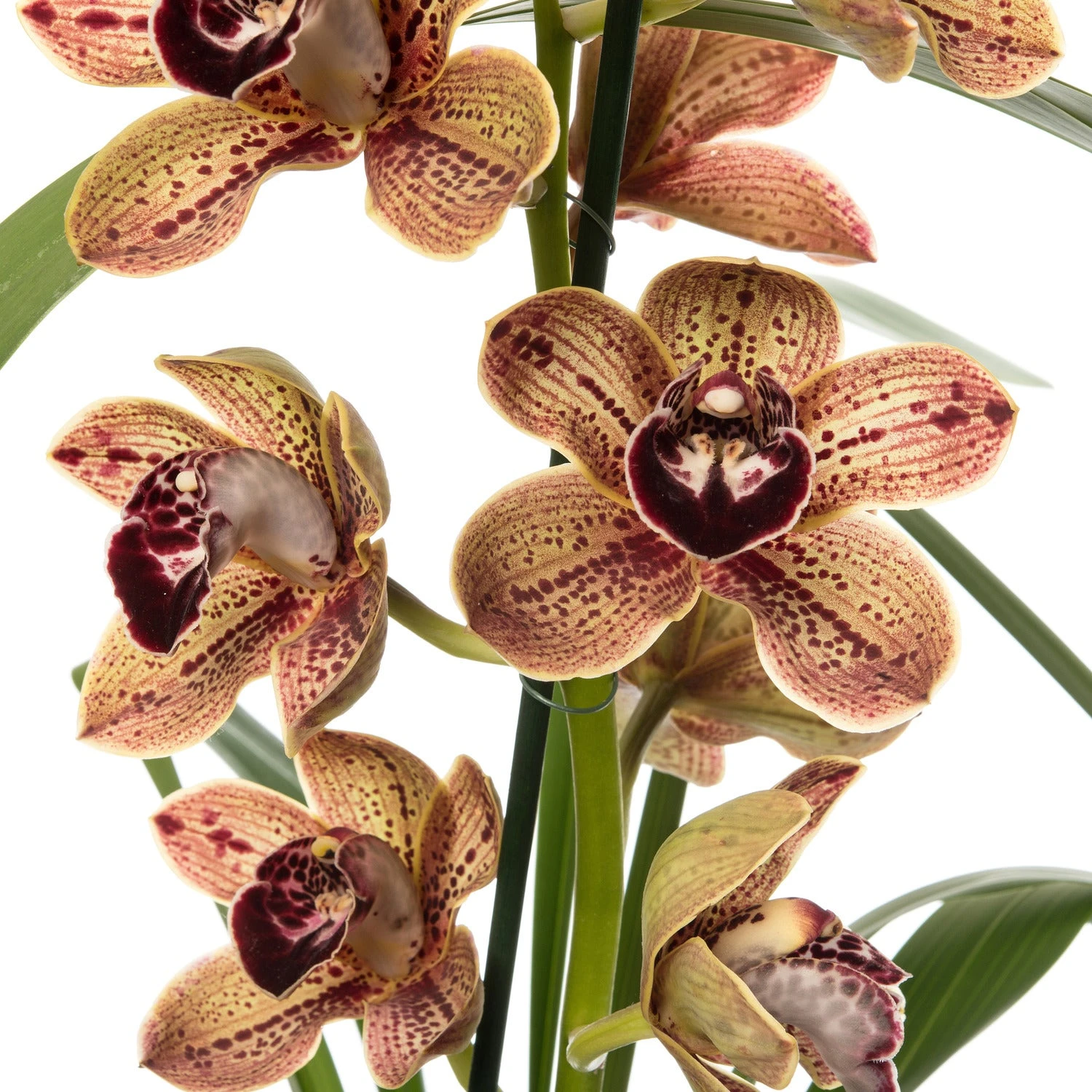 Aardorchidee (Cymbidium Bruin 3-4 Tak) D 14 H 80 Cm 4 Aardorchidee (Cymbidium Bruin 3-4 Tak) D 14 H 80 Cm - Afbeelding 2
