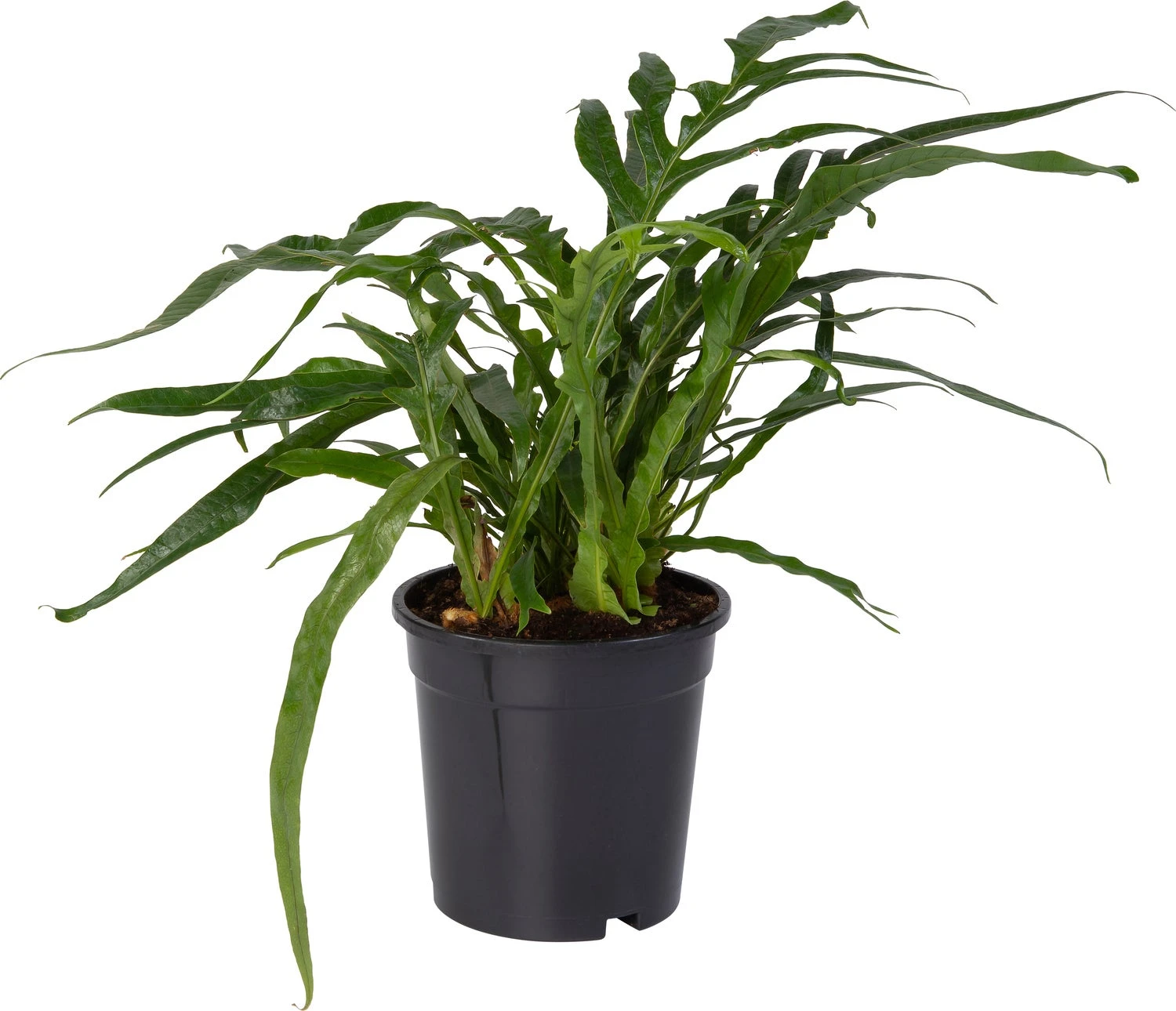 Slangenblad (Aglaomorpha Coronans) D 17 H 45 Cm 3 Slangenblad (Aglaomorpha Coronans) D 17 H 45 Cm