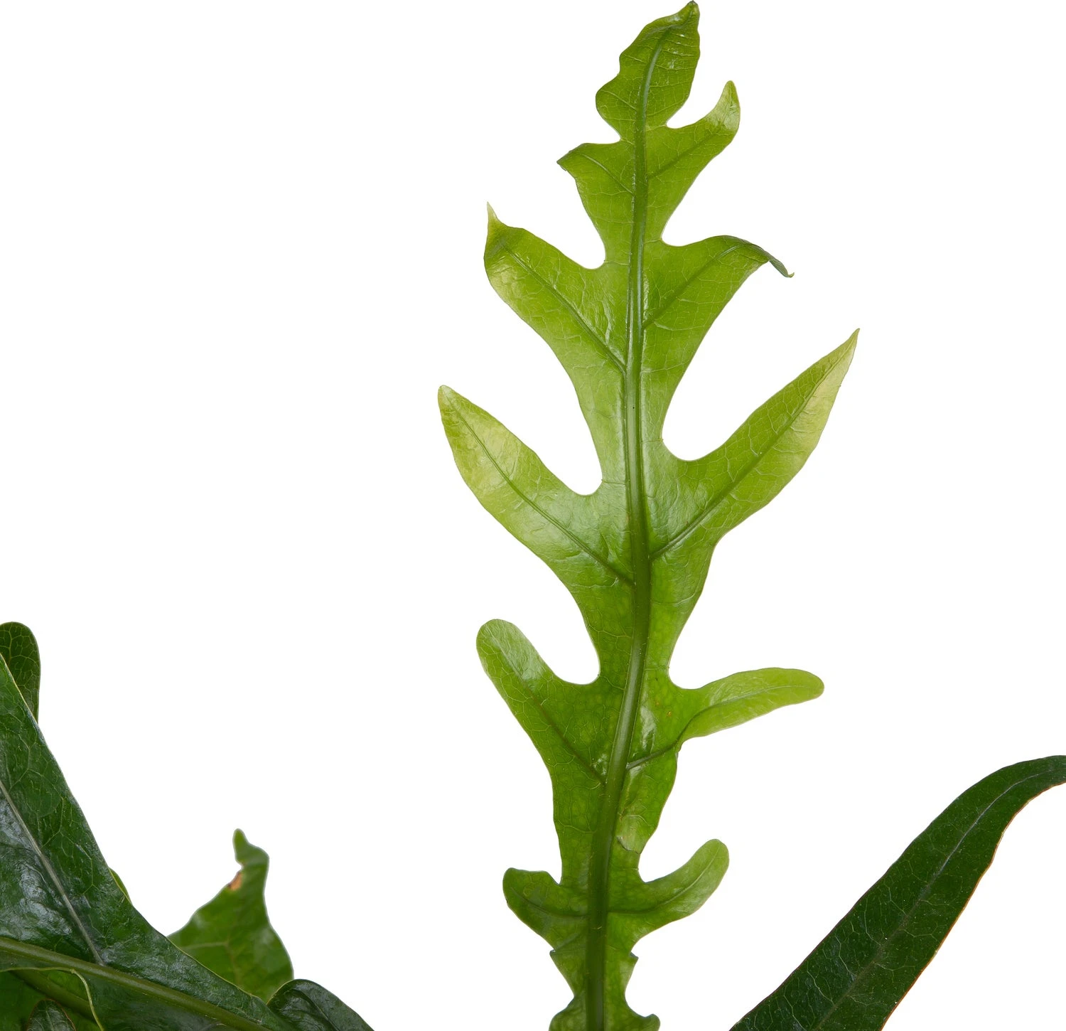 Slangenblad (Aglaomorpha Coronans) D 17 H 45 Cm 4 Slangenblad (Aglaomorpha Coronans) D 17 H 45 Cm - Afbeelding 2