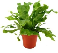 Krokodillenvaren (Microsorum Musifolium 'Crocodyllus') D 12 H 40 Cm