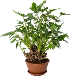 Philodendron Bonsai (Philodendron 'Xanadu') D 22 H 50 Cm