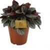 Peperomia (Peperomia 'Sunrise') D 15 H 25 Cm 1 Peperomia (Peperomia 'Sunrise') D 15 H 25 Cm -Groene Bloom Winkel 8720196597970