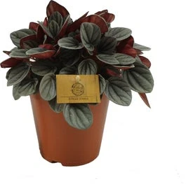 Peperomia (Peperomia 'Sunrise') D 15 H 25 Cm 3 Peperomia (Peperomia 'Sunrise') D 15 H 25 Cm