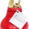 Amaryllis In Wax (Hippeastrum 'Waxz Red') H 15 Cm -Groene Bloom Winkel 8720196599530