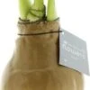 Amaryllis In Wax (Hippeastrum 'Waxz Gold') H 15 Cm 1 Amaryllis In Wax (Hippeastrum 'Waxz Gold') H 15 Cm -Groene Bloom Winkel 8720196599561 1
