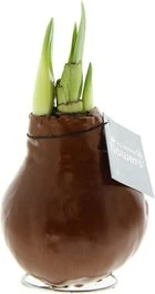 Amaryllis In Wax (Hippeastrum 'Waxz Copper') H 15 Cm