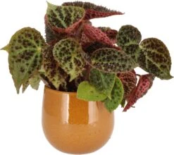 Stekel Bladbegonia (Begonia 'Ferox') D 13 H 40 Cm -Groene Bloom Winkel 8720196600182