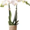 Mini Vlinderorchidee 2 Tak (Phalaenopsis Kolibri) Wit D 9 H 40 Cm 1 Mini Vlinderorchidee 2 Tak (Phalaenopsis Kolibri) Wit D 9 H 40 Cm -Groene Bloom Winkel 8720196600441