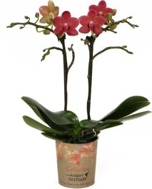 Mini Vlinderorchidee 2 Tak (Phalaenopsis Kolibri 'Congo') D 9 H 40 Cm