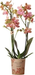 Vlinderorchidee 2 Tak (Phalaenopsis Multiflora 'Oman') D 9 H 40 Cm