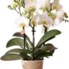 Mini Vlinderorchidee 3 Tak (Phalaenopsis Kolibri 'Lausanne') D 9 H 40 Cm 1 Mini Vlinderorchidee 3 Tak (Phalaenopsis Kolibri 'Lausanne') D 9 H 40 Cm -Groene Bloom Winkel 8720196601493 0