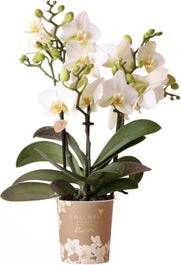 Mini Vlinderorchidee 3 Tak (Phalaenopsis Kolibri 'Lausanne') D 9 H 40 Cm