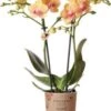Mini Vlinderorchidee 2 Tak (Phalaenopsis Kolibri 'Jamaica') D 9 H 40 Cm 2 Mini Vlinderorchidee 2 Tak (Phalaenopsis Kolibri 'Jamaica') D 9 H 40 Cm -Groene Bloom Winkel 8720196601530