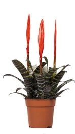 Vriesea (Vriesea 'Era') D 12 H 45 Cm