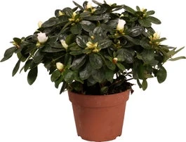 Azalea (Rhododendron Luxe 'White') D 14 H 30 Cm 3 Azalea (Rhododendron Luxe 'White') D 14 H 30 Cm