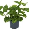 Drakenklimop (Epipremnum Pinnatum 'Global Green') D 12 H 20 Cm -Groene Bloom Winkel 8720196604029