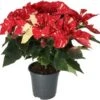 Kerstster (Euphorbia Pulcherrima 'Glitter') D 19 H 50 Cm -Groene Bloom Winkel 8720196604043