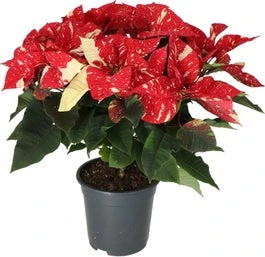 Kerstster (Euphorbia Pulcherrima 'Glitter') D 19 H 50 Cm 3 Kerstster (Euphorbia Pulcherrima 'Glitter') D 19 H 50 Cm